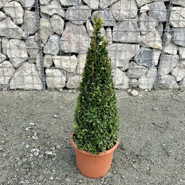 Buxus Sempervirens Cone (65-75cm) - IMG 4706 scaled