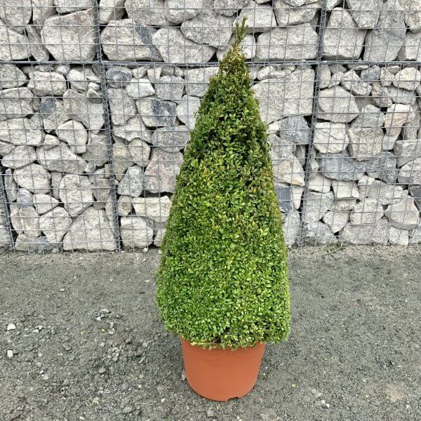 1.20-1.25cm Buxus Sempervirens egyptian  pyramid (4sided) - IMG 4721 scaled