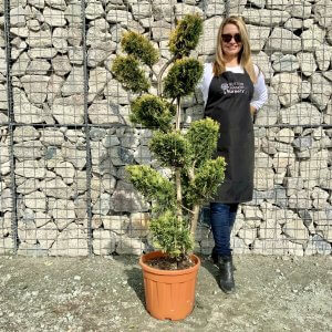 Individual Cloud Pom Pom Trees Archives Sutton Manor Nursery