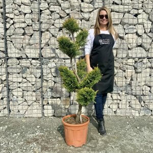 Individual Cloud Pom Pom Trees Archives Sutton Manor Nursery