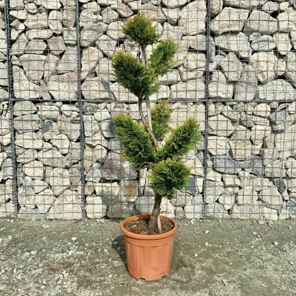 Cupressocyparis Ley.Castlewellan Gold. cloud tree S shape (1.40-1.50M) - IMG 5905 scaled