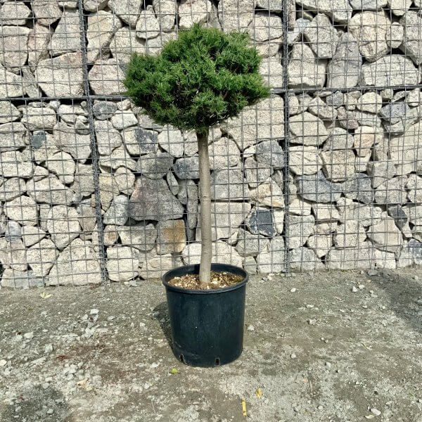 Pinus Strobus Green Twist Half Standard (Height 1.15-1.25M) - IMG 5924 scaled