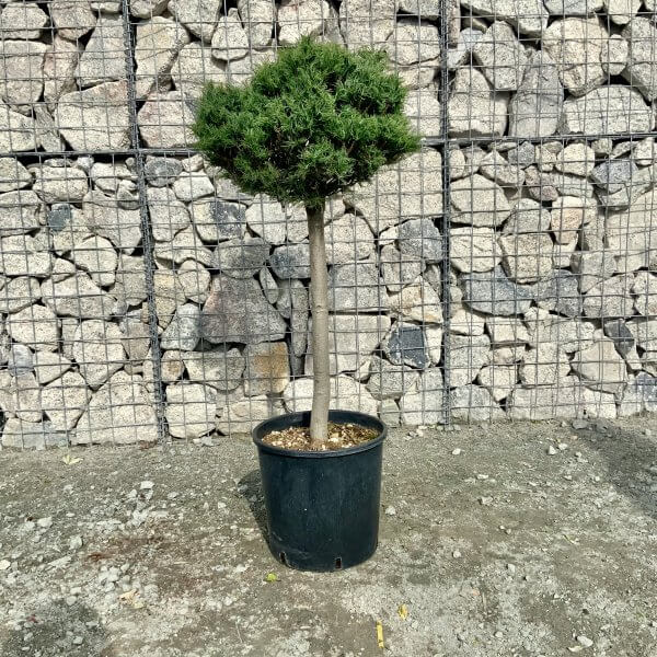 Pinus Strobus Green Twist Half Standard (Height 1.15-1.25M) - IMG 5924 scaled