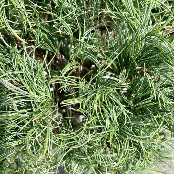 Pinus Strobus Green Twist Half Standard (Height 1.15-1.25M) - IMG 5925 scaled