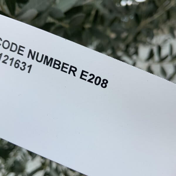 E208 Individual Gnarled Olive Tree XXL - IMG 6521 scaled