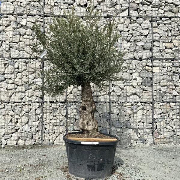 E208 Individual Gnarled Olive Tree XXL - IMG 6524 scaled