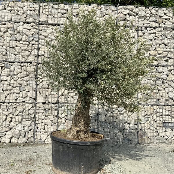 E215 Individual Gnarled Olive Tree XXL - IMG 6528 scaled