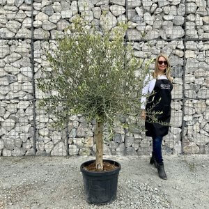 Tuscan Olive Trees