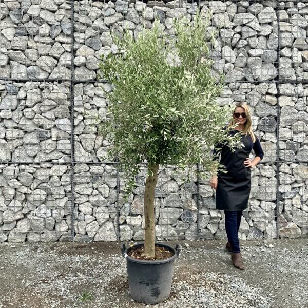 Tuscan Olive Tree XXL GRAND 2.10-2.30M - IMG 8206 scaled