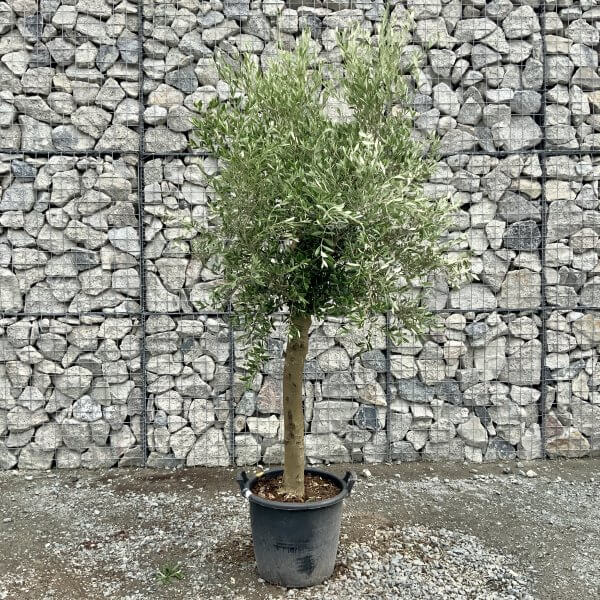 Tuscan Olive Tree XXL GRAND 2.10-2.30M - IMG 8207 scaled