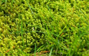 10 April Gardening Jobs You Need To Complete - Lawn moss