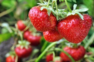 10 April Gardening Jobs You Need To Complete - Strawberry plant