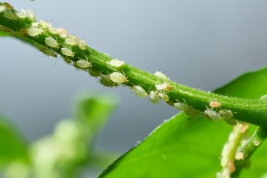 10 May Gardening Jobs You Must Complete - aphids on plant