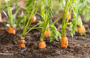 10 April Gardening Jobs You Need To Complete - carrot plant