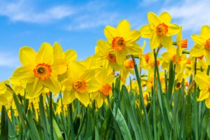 10 May Gardening Jobs You Must Complete - daffodils