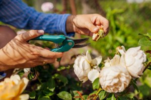 10 May Gardening Jobs You Must Complete - flower deadheads