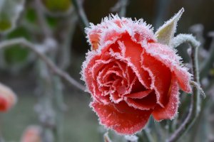 10 May Gardening Jobs You Must Complete - frost on flower