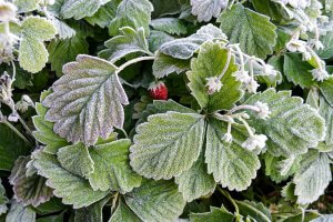 10 April Gardening Jobs You Need To Complete - frost on plants