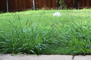 10 May Gardening Jobs You Must Complete - grass weeds 1