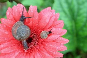 10 May Gardening Jobs You Must Complete - snail on flower