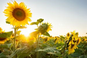10 May Gardening Jobs You Must Complete - sunflower photo