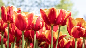 10 May Gardening Jobs You Must Complete - tulips