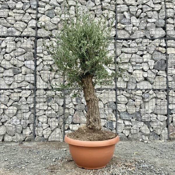 E724 Individual Gnarled Olive Tree (Patio Pot) - 021C512F B7BD 4E04 908B 4EBDD0503C68 1 105 c