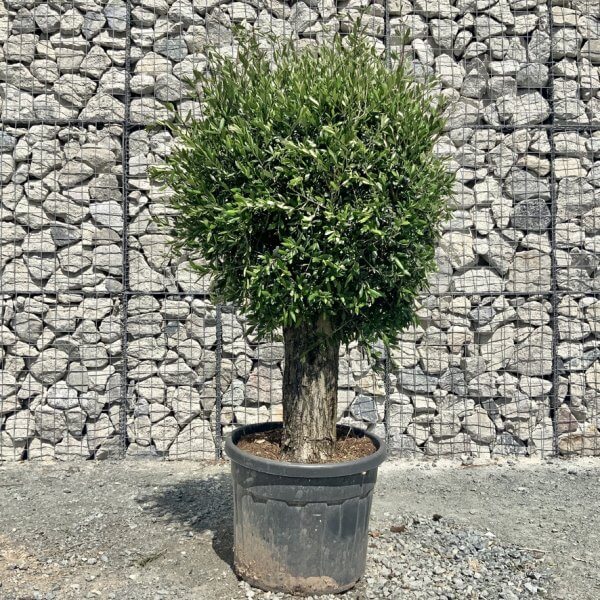 E424 Individual Gnarled Topiary Crown Olive Tree - 0793C711 EB25 42A4 A0C8 F9DE616DD9F0 1 105 c