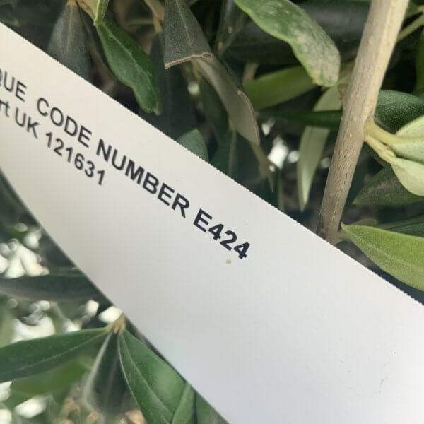 E424 Individual Gnarled Topiary Crown Olive Tree - 09A43CA6 1BD0 413B 9C94 8B0E5E45755E 1 105 c