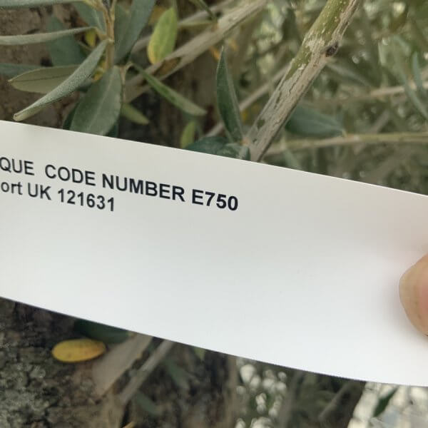 E750 Gnarled Multi stem Olive Tree - 0FA192EE C415 4026 B25B B8D08C4D8A39 1 105 c