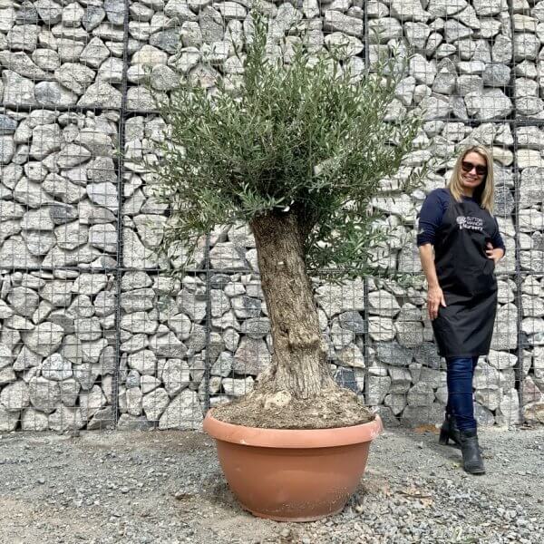 E708 Individual Gnarled Olive Tree (Patio Pot) - 0FF1F584 CC5C 40C6 92A4 63BD99E25A67 1 105 c