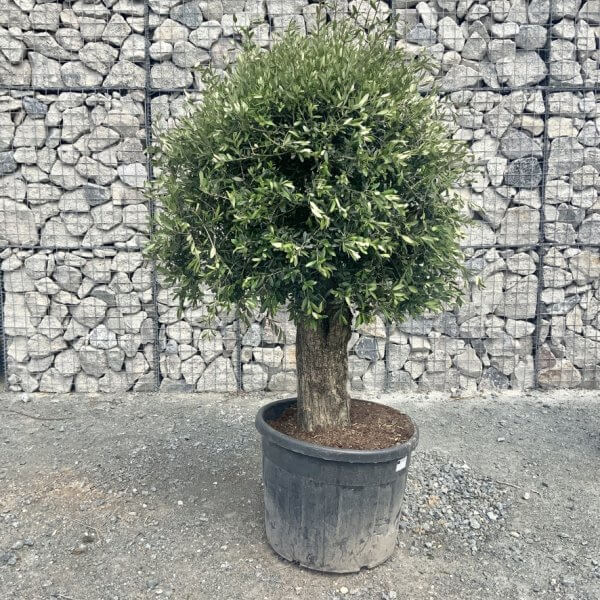 E420 Individual Gnarled Topiary Crown Olive Tree - 11C5A305 FCA2 4C63 BE47 723A1F5FAA87 1 105 c