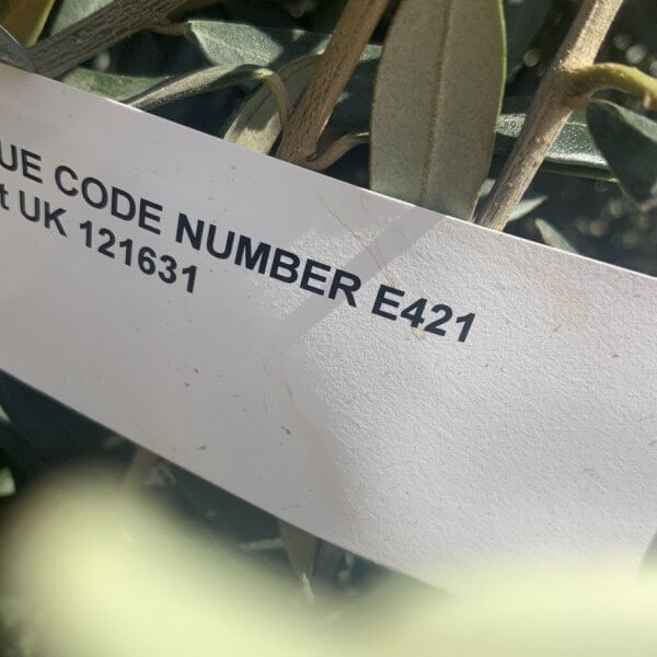E421 Individual Gnarled Topiary Crown Olive Tree - 149A567F 8F9F 460E 9CAE 5A51B5D4EAF0 1 105 c