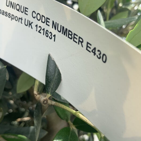 E430 Individual Gnarled Topiary Crown Olive Tree - 1508479C EF5A 4B0F 9F18 0CD2E2ABD43C 1 105 c