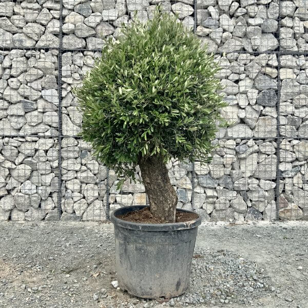 E444 Individual Gnarled Topiary Crown Olive Tree - 158FC109 C2CA 41E7 859B 51E76D240483 scaled