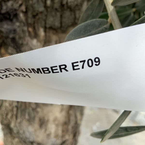 E709 Individual Gnarled Olive Tree (Patio Pot) - 18B3FE30 5004 45C7 A795 4335908EBAD6 1 105 c