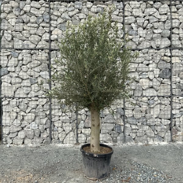 Super Tuscan Olive Tree XXL"Chunky Trunk"  2.20M-2.40M - 1AE09089 7140 4D18 802D FF200628CA17 1 105 c