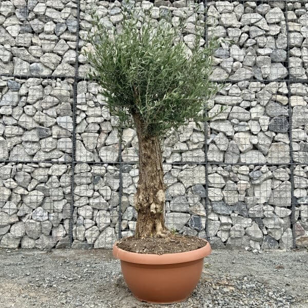 E700 Individual Gnarled Olive Tree (Patio Pot) - 224B0992 970D 4945 B2CD E60CA5B7333D 1 105 c