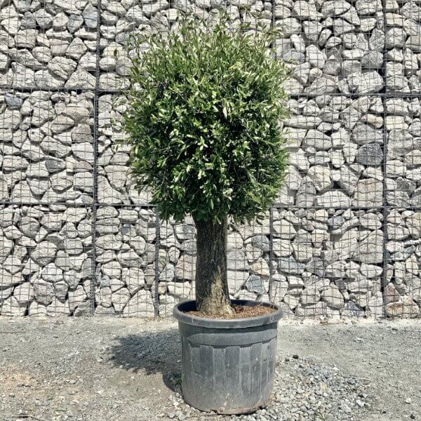 E423 Individual Gnarled Topiary Crown Olive Tree - 2289A070 2EDA 4801 8406 FC80A48BD31F 1 105 c