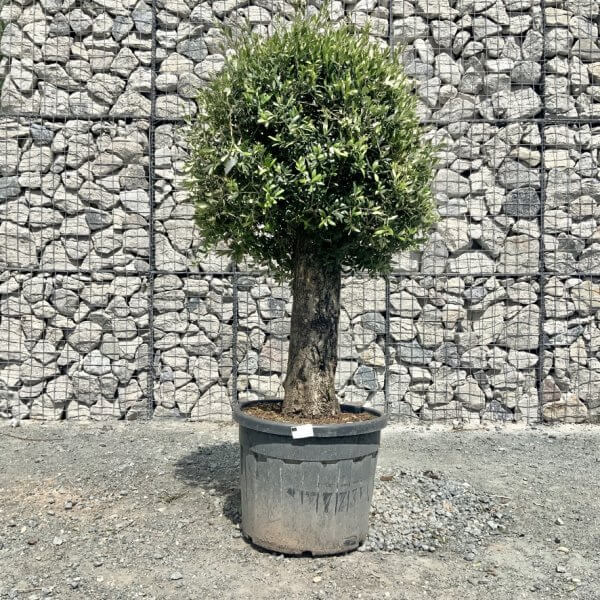 E426 Individual Gnarled Topiary Crown Olive Tree - 2715790A 2BE7 4A3F BF54 1220D6D1196A 1 105 c