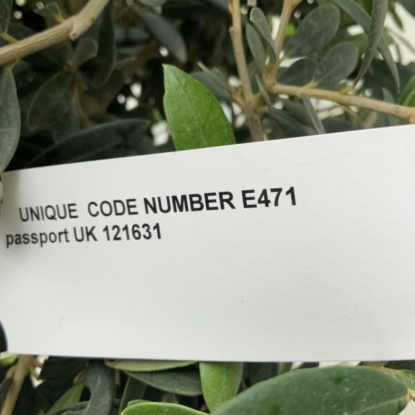 E471 Individual Topiary Crown Olive Tree - 28B1C39B F7B4 4FE4 9C72 1D39602DB5AF 1 105 c