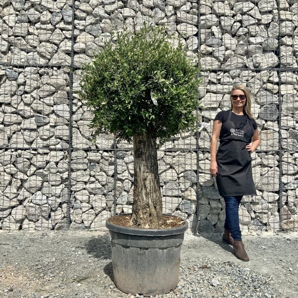 E437 Individual Gnarled Topiary Crown Olive Tree - 2A18C2DC CC70 4820 976D A5E545515B06 scaled