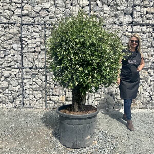E413 Individual Gnarled Topiary Crown Olive Tree - 2AE73A5C 5045 4282 A2E2 25BFF00CFB56 1 105 c