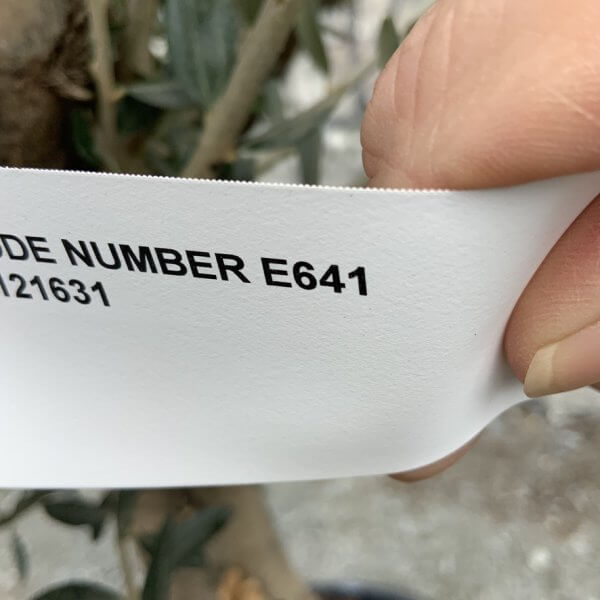 E641 Individual Multi-stem Olive Tree XXL - 2E853C69 F77D 402D B2B5 5800FB3DA36F 1 105 c