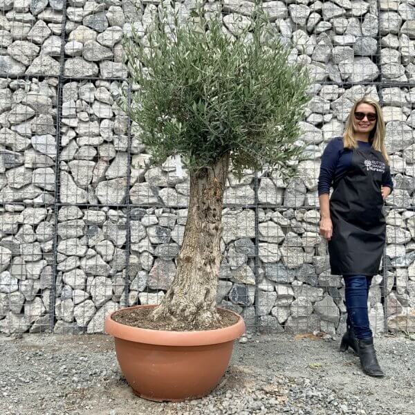 E717 Individual Gnarled Olive Tree (Patio Pot) - 2FD6CEF5 9B17 4264 B403 47B65700A73C 1 105 c