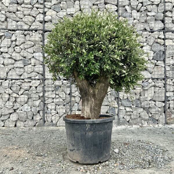 E452 Individual Gnarled Topiary Crown Olive Tree - 302FFFA4 99EF 4C7D B625 614EF452C7DA scaled