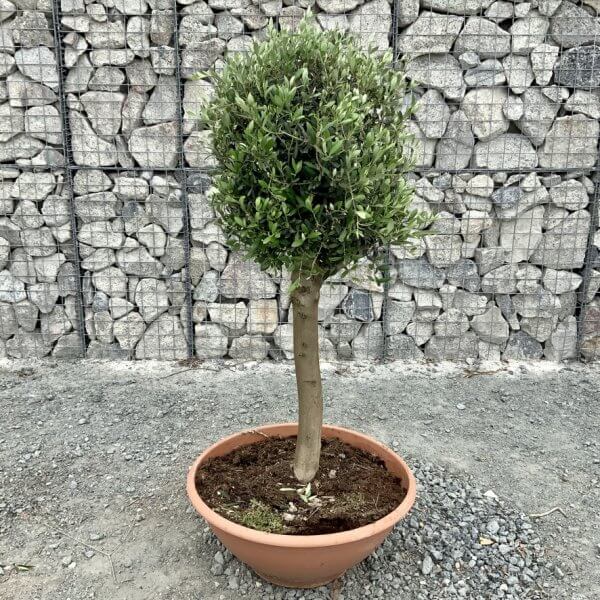 E467 Individual Topiary Crown Olive Tree - 3592E48E E4BA 4E08 9CFC 1FA99985B5FB 1 105 c