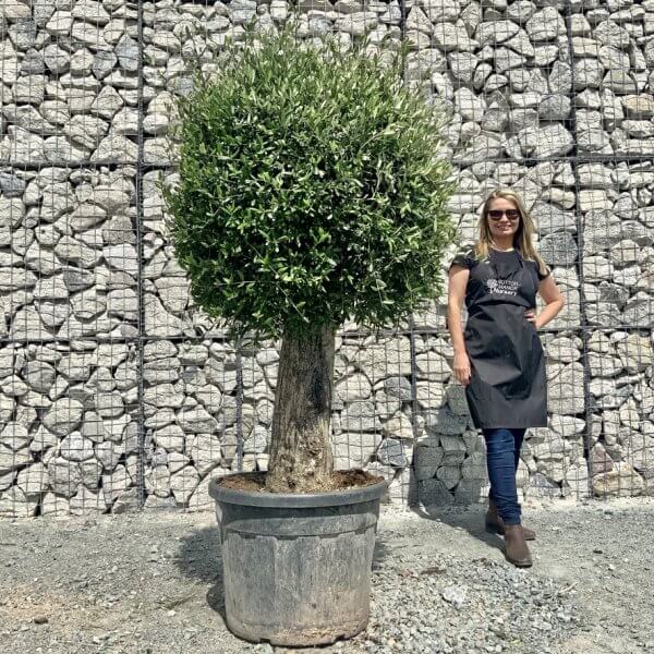 E435 Individual Gnarled Topiary Crown Olive Tree - 3673D536 DFBA 46C5 B4F6 939743937CDE 1 105 c