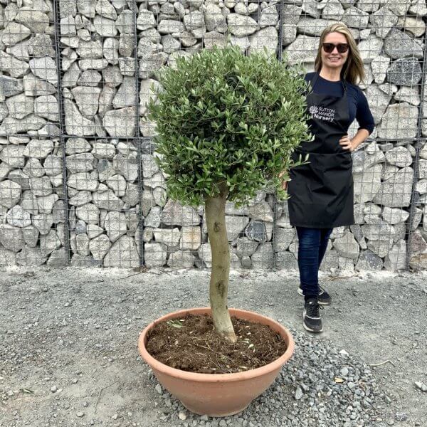 E466 Individual Topiary Crown Olive Tree - 3B28797E 3BF2 4D38 A75C 4A6F275A7864 1 105 c