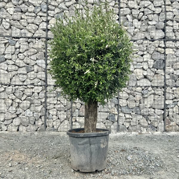 E443 Individual Gnarled Topiary Crown Olive Tree - 3D1BAA7E 5D76 42BE AB6C 1C9A8675D176 scaled
